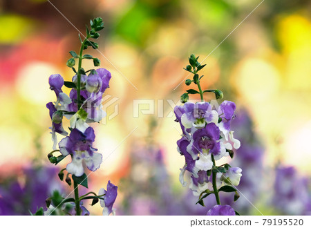 Blooming blue perennial Angelonia (Latin - Angelonia) Blooming blue perennial Angelonia (Latin - Angelonia) 79195520