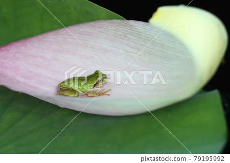 等待與蓮花花瓣的食物的樹蛙 等待與蓮花花瓣的食物的樹蛙 79195992