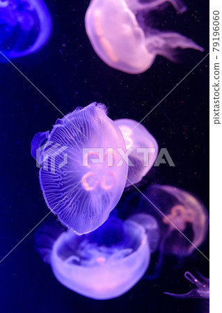 在水族館裡涼爽 在水族館裡涼爽 79196060