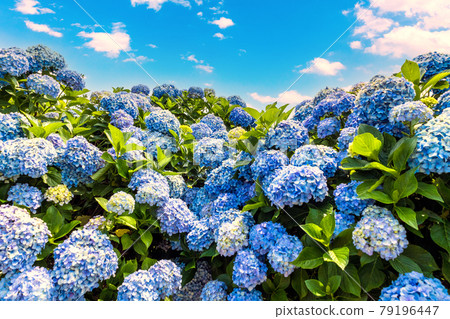 Blue hydrangea and blue sky 79196447