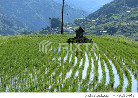 Yone梯田和神社苗綠（高知縣大豐町） 79196448
