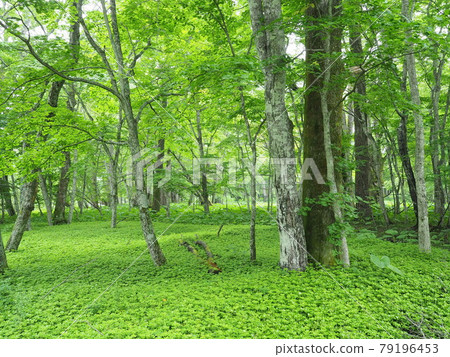 Forest near Nikko Senjugahama 79196453