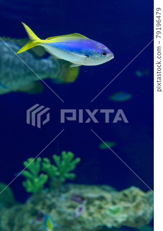 Cool in the aquarium Cool in the aquarium 79196479