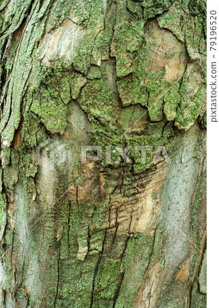 Suzukake Platanus;Photo background;PC wallpaper 79196520