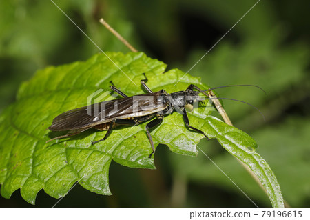 Stonefly stonefly 79196615
