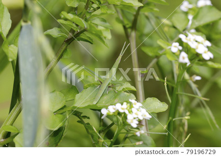蚱蜢的幼蟲 蚱蜢的幼蟲 79196729