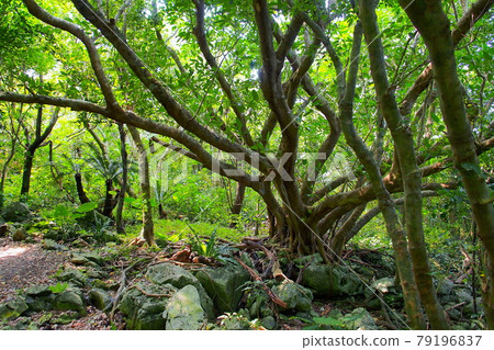 [沖繩] 大石林山森林 79196837