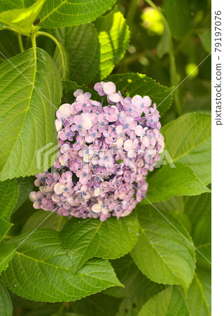 Hydrangea [green background] 79197076
