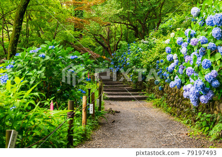 Takahata Fudoson Kongoji Temple pilgrimage course to 88 places where hydrangea blooms 79197493