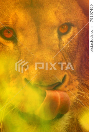 Lion sticking out his tongue 79197499