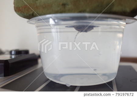 Grachyris rooted in hydroponics 79197672