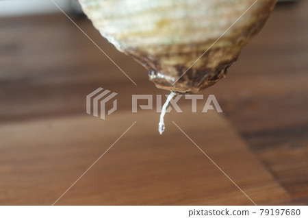 Grachyris rooted in hydroponics 79197680