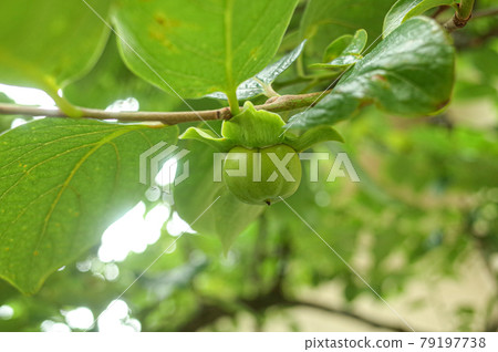 柿子的寶貝 柿子的寶貝 79197738