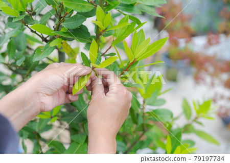 園藝農業在手 79197784