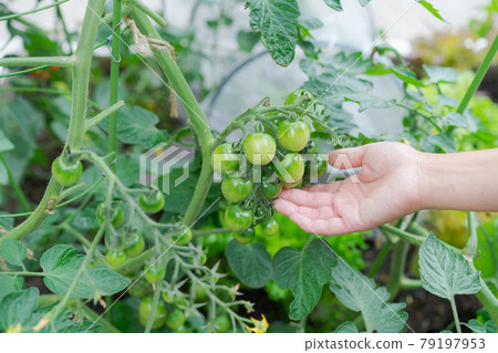 Kitchen garden mini tomato cultivation Kitchen garden mini tomato cultivation 79197953