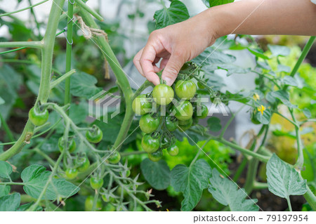 Kitchen garden mini tomato cultivation Kitchen garden mini tomato cultivation 79197954