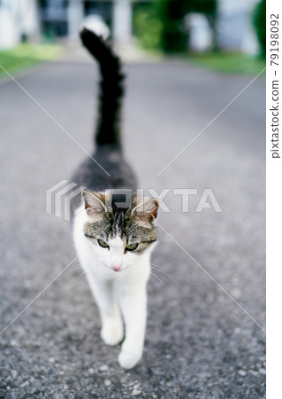 Tabby white cat walks on the asphalt. Close-up Tabby white cat walks on the asphalt. Close-up 79198092
