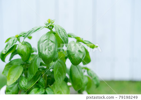 Basil herb 79198249