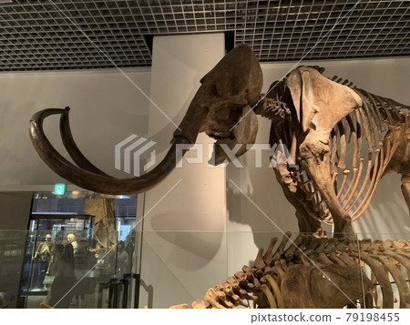 猛獁象化石 79198455