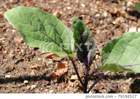Eggplant seedlings planted in the field 79198527
