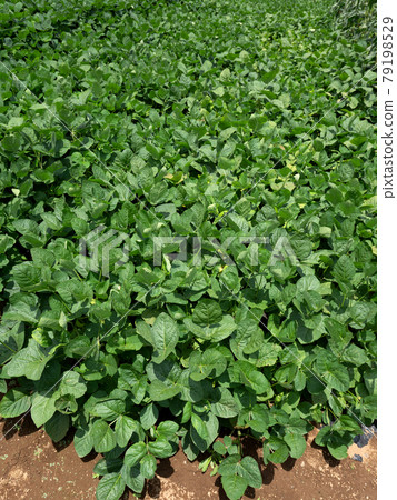 Edamame field 79198529