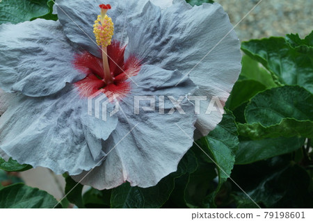 滿屏的芙蓉藍牛仔褲顏色 滿屏的芙蓉藍牛仔褲顏色 79198601
