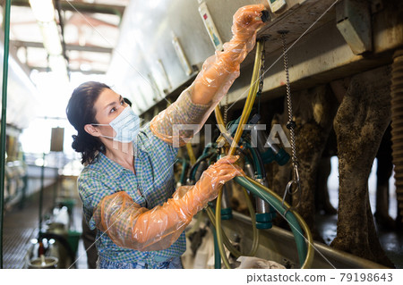 Female farmer in mask preparing equipments for milking cows Female farmer in mask preparing equipments for milking cows 79198643