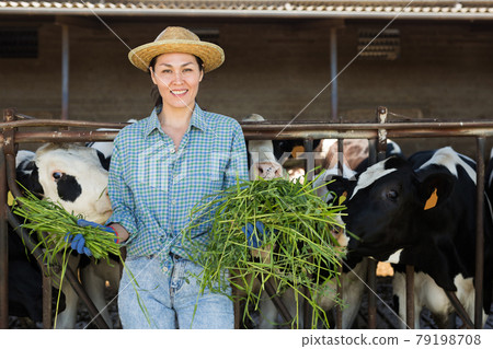 Asian woman farmer working in cowshed, feeds cows 79198708