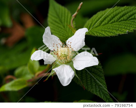 Wild strawberry flower close-up (white rubus hirsutus flower) 79198754
