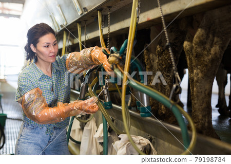 Woman working at milking line at farm Woman working at milking line at farm 79198784