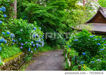 Takahata Fudoson Kongoji Temple pilgrimage course to 88 places where hydrangea blooms Takahata Fudoson Kongoji Temple pilgrimage course to 88 places where hydrangea blooms 79198816