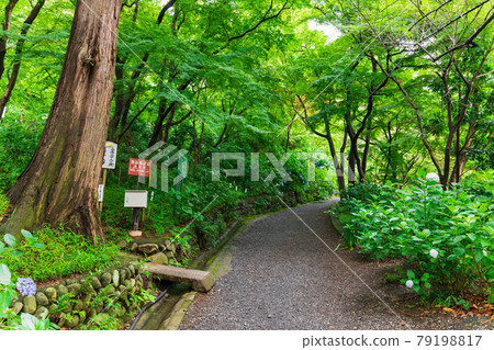 Takahata Fudoson Kongoji Temple pilgrimage course to 88 places where hydrangea blooms Takahata Fudoson Kongoji Temple pilgrimage course to 88 places where hydrangea blooms 79198817