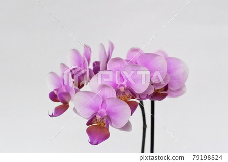 相當慶祝的紫色蝴蝶蘭蘭花 相當慶祝的紫色蝴蝶蘭蘭花 79198824