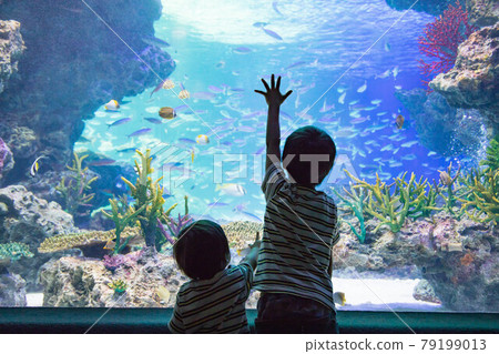 6 歲和 2 歲兄弟享受水族館的背影 79199013