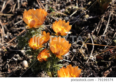 Chichibu red flower of Adonis ramosa 79199374