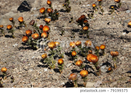 Chichibu red flower of Adonis ramosa Chichibu red flower of Adonis ramosa 79199375