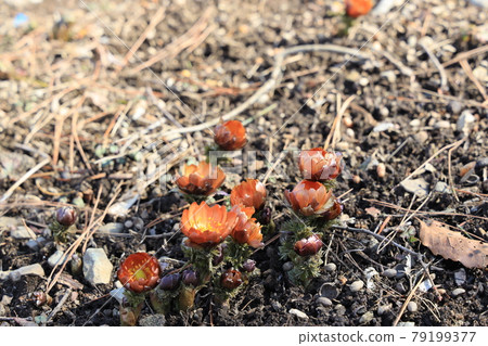 Chichibu red flower of Adonis ramosa 79199377