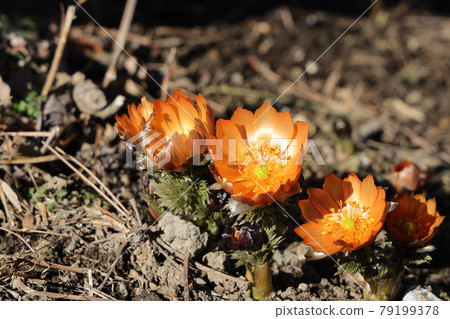 Chichibu red flower of Adonis ramosa 79199378