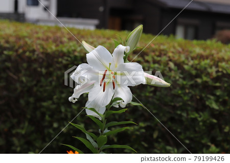Large white lily blooming in the park in early summer (Oriental hybrid) Large white lily blooming in the park in early summer (Oriental hybrid) 79199426