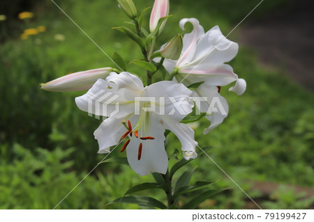 Large white lily blooming in the park in early summer (Oriental hybrid) Large white lily blooming in the park in early summer (Oriental hybrid) 79199427