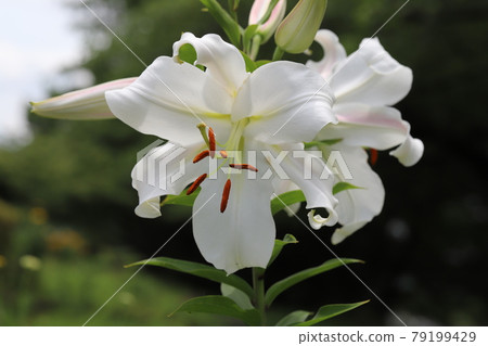 Large white lily blooming in the park in early summer (Oriental hybrid) Large white lily blooming in the park in early summer (Oriental hybrid) 79199429