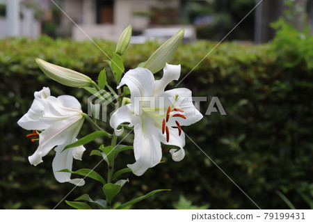Large white lily blooming in the park in early summer (Oriental hybrid) 79199431
