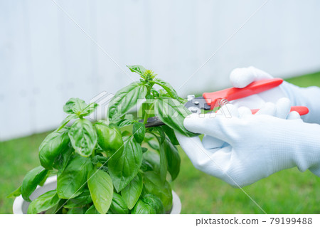 羅勒採摘 羅勒採摘 79199488