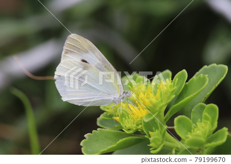 A cabbage white butterfly sucking the nectar of the yellow flowers of the giraffe blooming in the park in early summer A cabbage white butterfly sucking the nectar of the yellow flowers of the giraffe blooming in the park in early summer 79199670