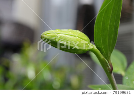 Lily bud taken close-up Lily bud taken close-up 79199681