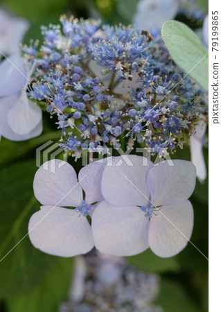 Rainy season image Hydrangea flowers 79199865