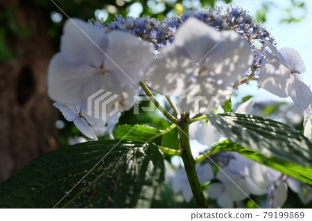 Rainy season image Hydrangea flowers 79199869