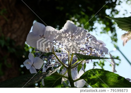 Rainy season image Hydrangea flowers 79199873