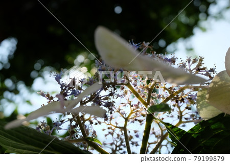 Rainy season image Hydrangea flowers 79199879