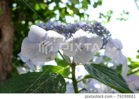 Rainy season image Hydrangea flowers 79199881